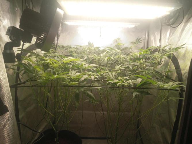 Garlic Budder. Week 7