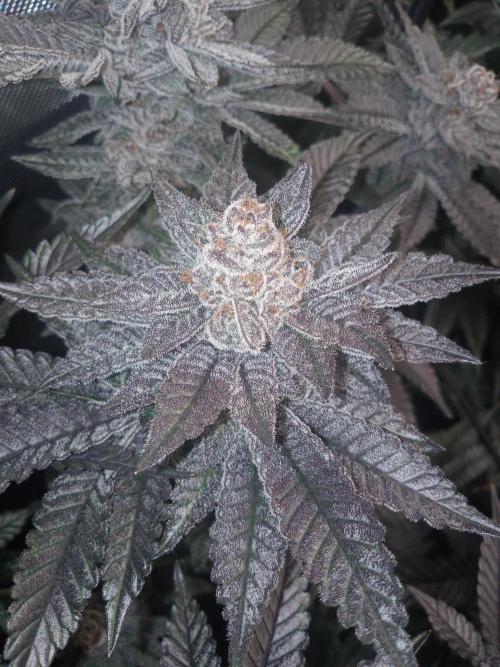 Garlic budder. Week 8 - Garlic budder week 8 smells kind of fruity no garlic but funky none the less. 