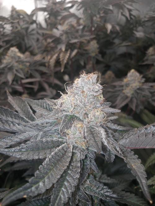 Garlic budder. Week 8