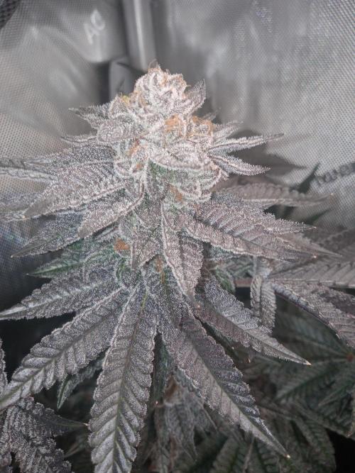 Garlic budder. Week 8