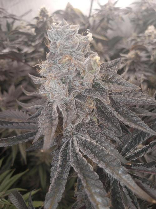 Garlic budder. Week 8 - Humboldt donuts week 8 not alot of terps on this one 