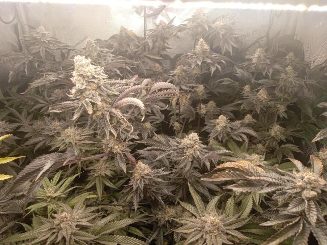 Garlic budder. Week 8 - Blueberry cupcake out front swinging! Had to super crop her out of the light.
