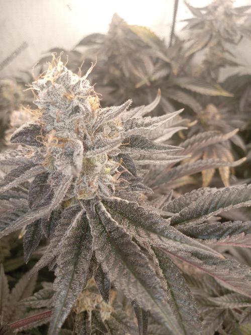 Garlic budder. Week 8