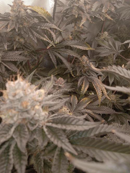 Garlic budder. Week 8