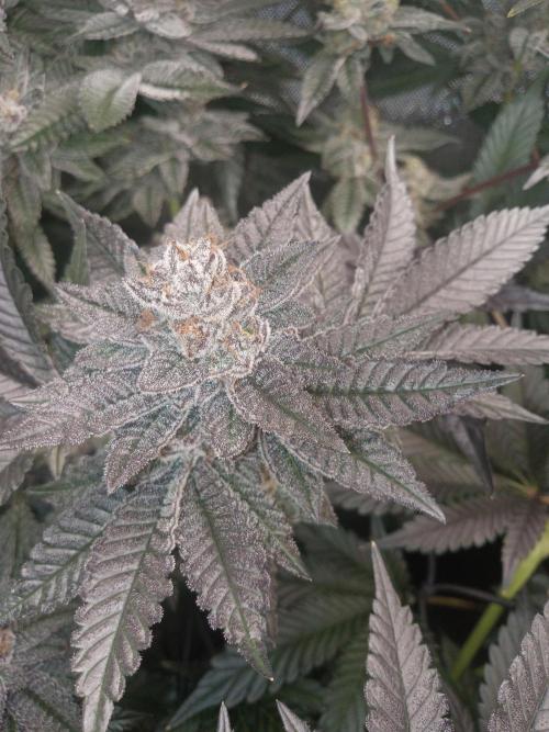 Garlic budder. Week 8