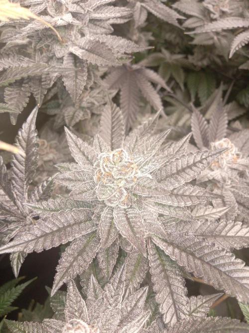 Garlic budder. Week 8