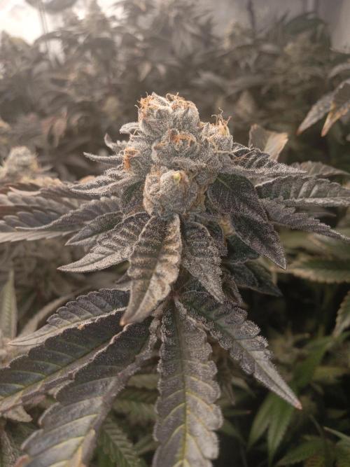 Garlic budder. Week 8
