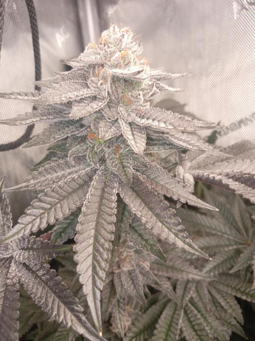 Garlic budder. Week 8 - Garlic budder week 7 bulking up nice