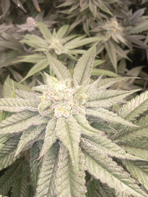 Garlic budder. Week 8