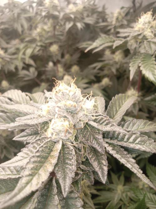 Garlic budder. Week 8