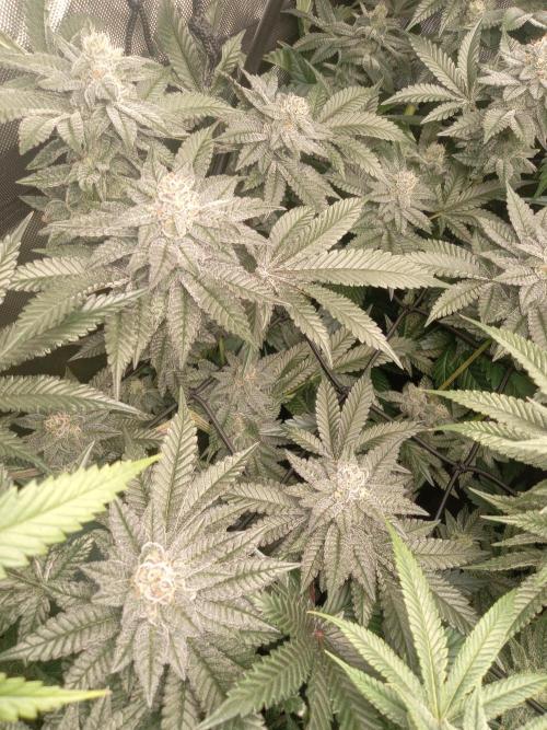 Garlic budder. Week 8