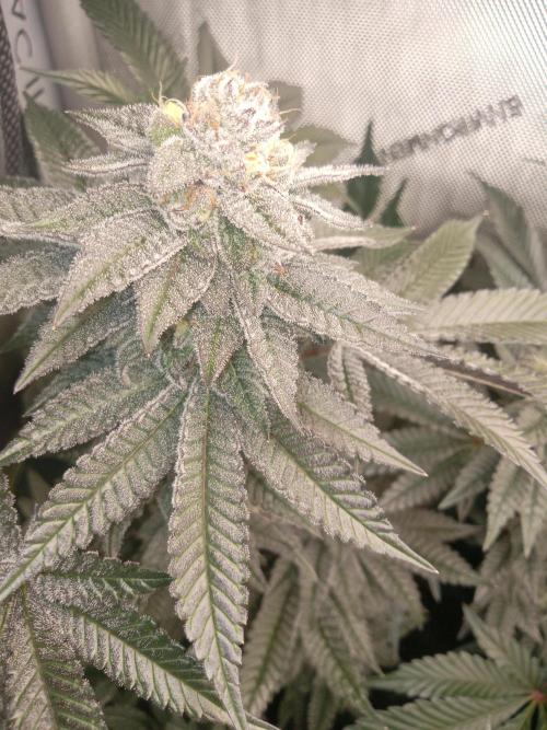 Garlic budder. Week 8