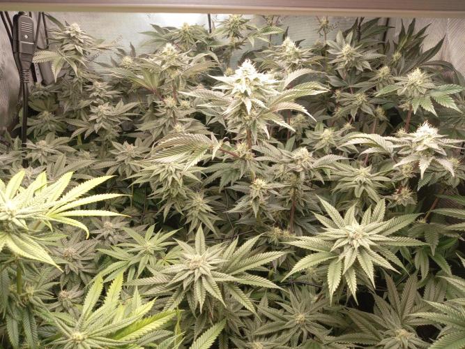 Garlic budder. Week 8