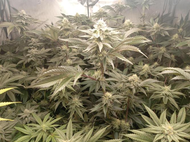 Garlic budder. Week 8 - Blueberry cupcake week 6 flower