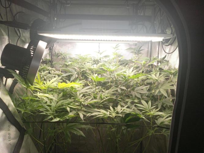 Garlic budder. Week 8
