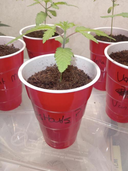 Grow 2026. Week 1 - Fastbuds