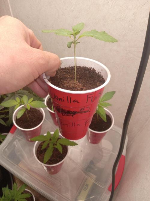 Grow 2026. Week 1 - Vanilla frosting
