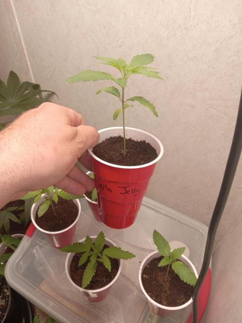 Grow 2026. Week 1 - Hella jelly (tall girl)