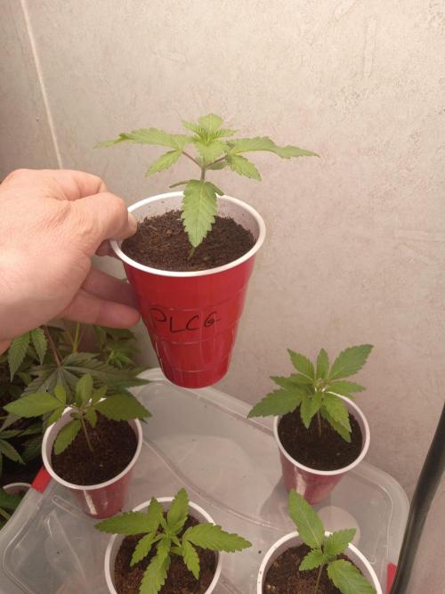 Grow 2026. Week 1 - Platinum lemon cherry gelat 