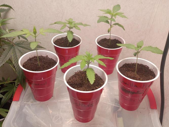Grow 2026. Week 1 - Rolling right along no nutrients yet