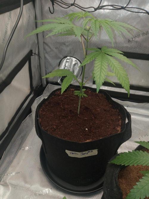 Grow 2026. Week 3 - Hella jelly just topped she was getting tal