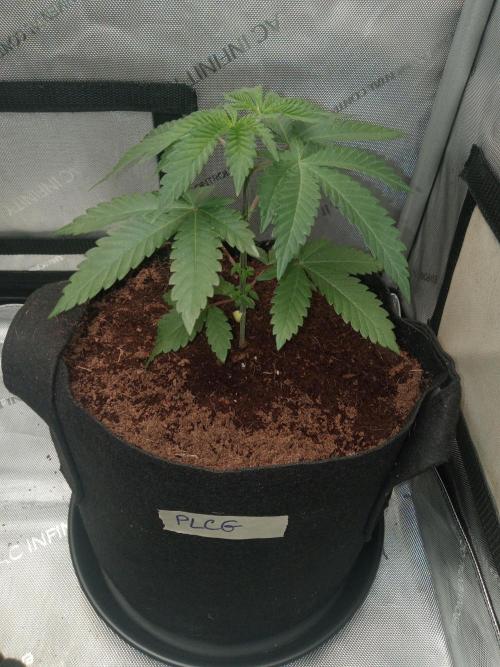 Grow 2026. Week 3 - Platinum lemon cherry gelato looking good