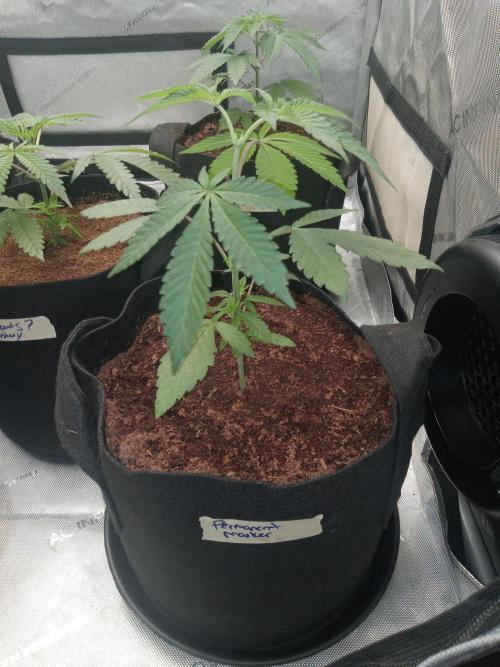 Grow 2026. Week 3 - Permanent marker looking a little droopy I over watered after transplant 