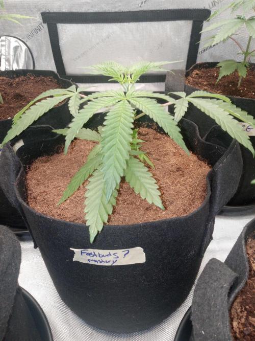 Grow 2026. Week 3 - Fastbuds looking nice