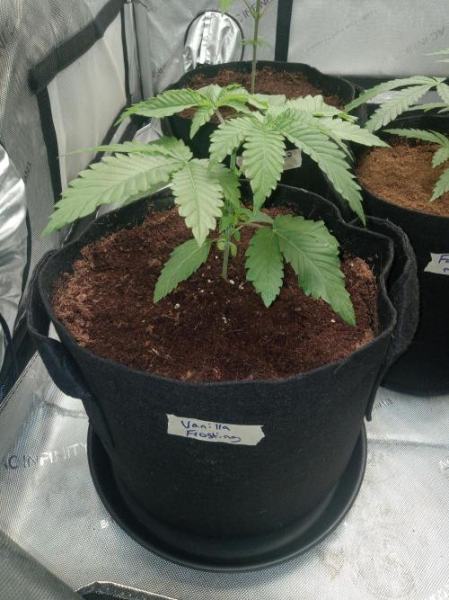 Grow 2026. Week 3 - Vanilla frosting love the squat structure on this one.