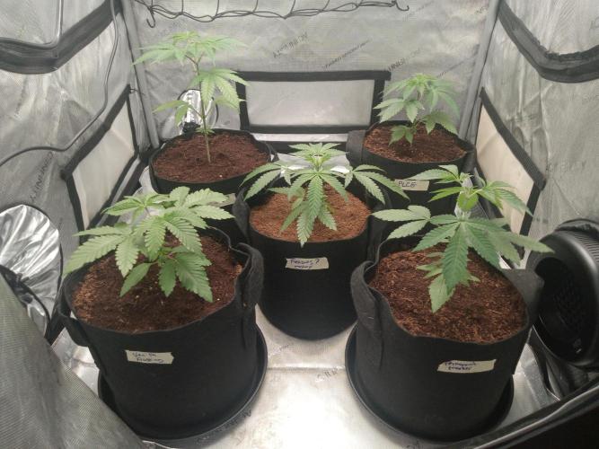 Grow 2026. Week 3 - Boom settled in, another 2 weeks I'm taking clones and flip to flower!