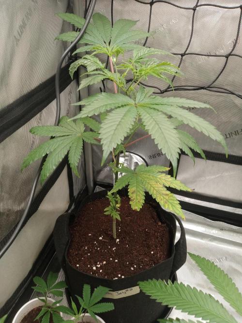 Grow 2026. Week 4 - I've had issues with every hella jelly I've ever tried to grow this one included