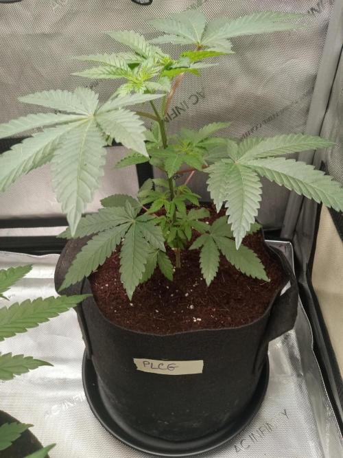 Grow 2026. Week 4