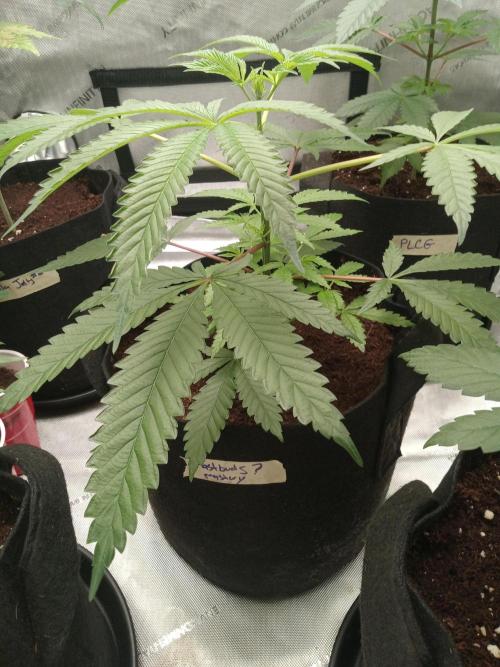Grow 2026. Week 4