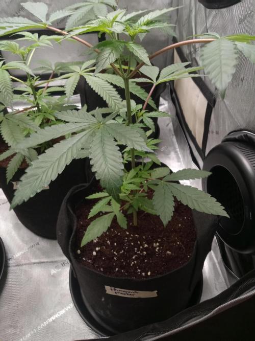 Grow 2026. Week 4