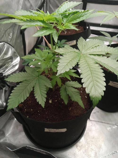 Grow 2026. Week 4