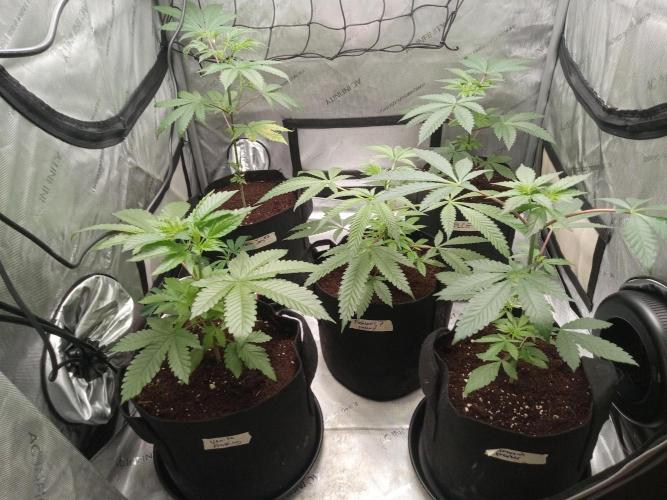Grow 2026. Week 4 - Everything looks great except for the hella jelly. I might remove it and have 4