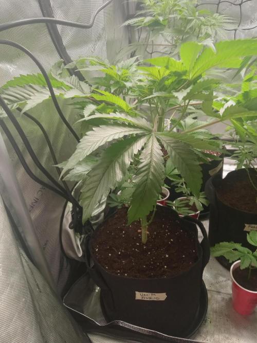 Grow 2026. Week 5