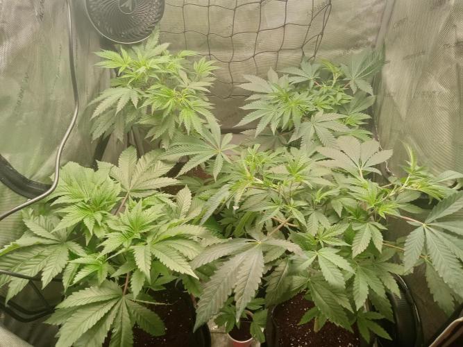Grow 2026. Week 5