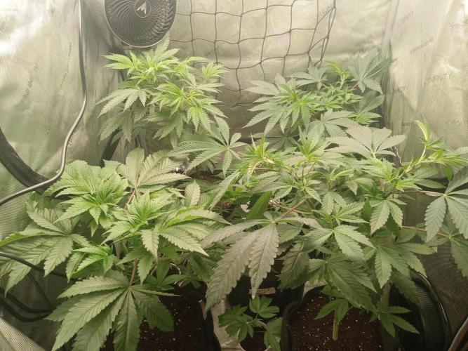 Grow 2026. Week 5