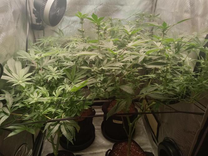 Grow 2026. Week 7 - Front right permanent marker, front left platinum frosting, rear left fastbuds,