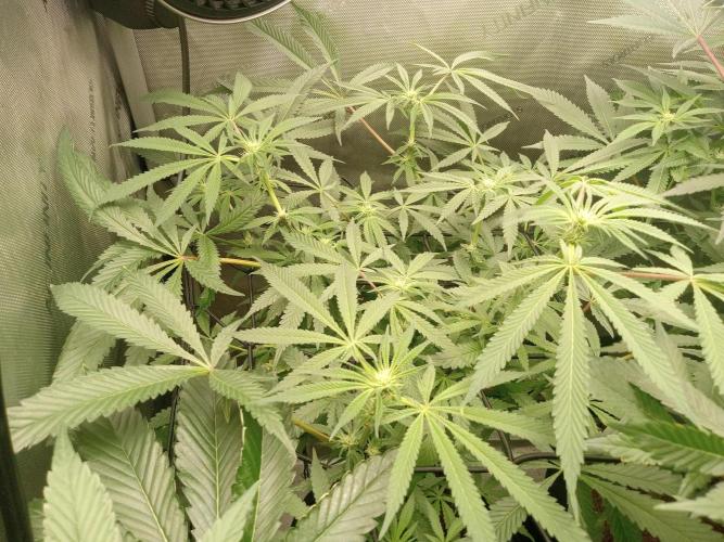 Grow 2026. Week 7 - Fastbuds