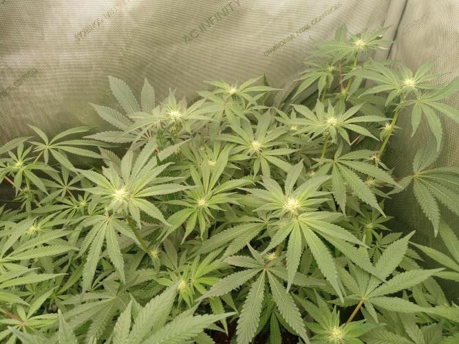 Grow 2026. Week 7 - Platinum lemon cherry gelato