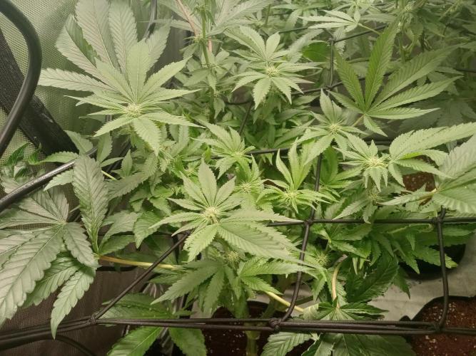 Grow 2026. Week 7 - Platinum frosting 