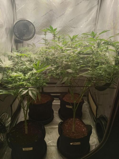 Grow 2026. Week 7 - Permanent marker front right doing her Thang! 