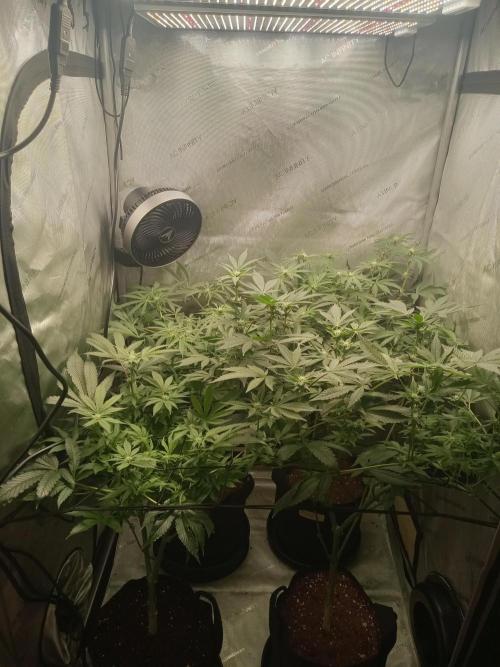 Grow 2026. Week 7