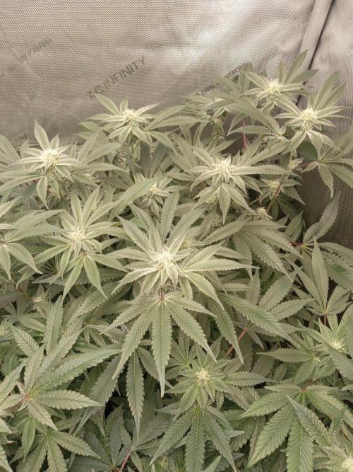 Grow 2026. Week 8 - Heisenbeans PLCG is smelling real good!
