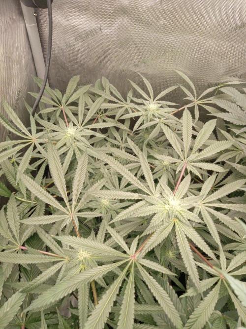 Grow 2026. Week 8 - Fasbuds mystery FF looking more sativa leaf structure but didn't stretch at all