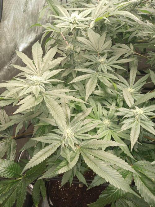 Grow 2026. Week 8 - Heisenbeans platinum frosting 
