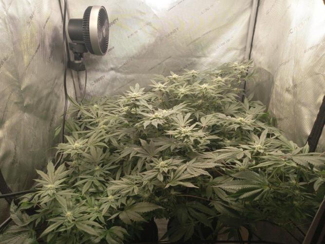Grow 2026. Week 8 - A little uneven on the canopy but it's all good let it roll baby roll!