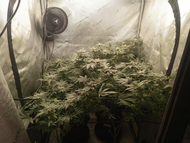 Grow 2026. Week 9